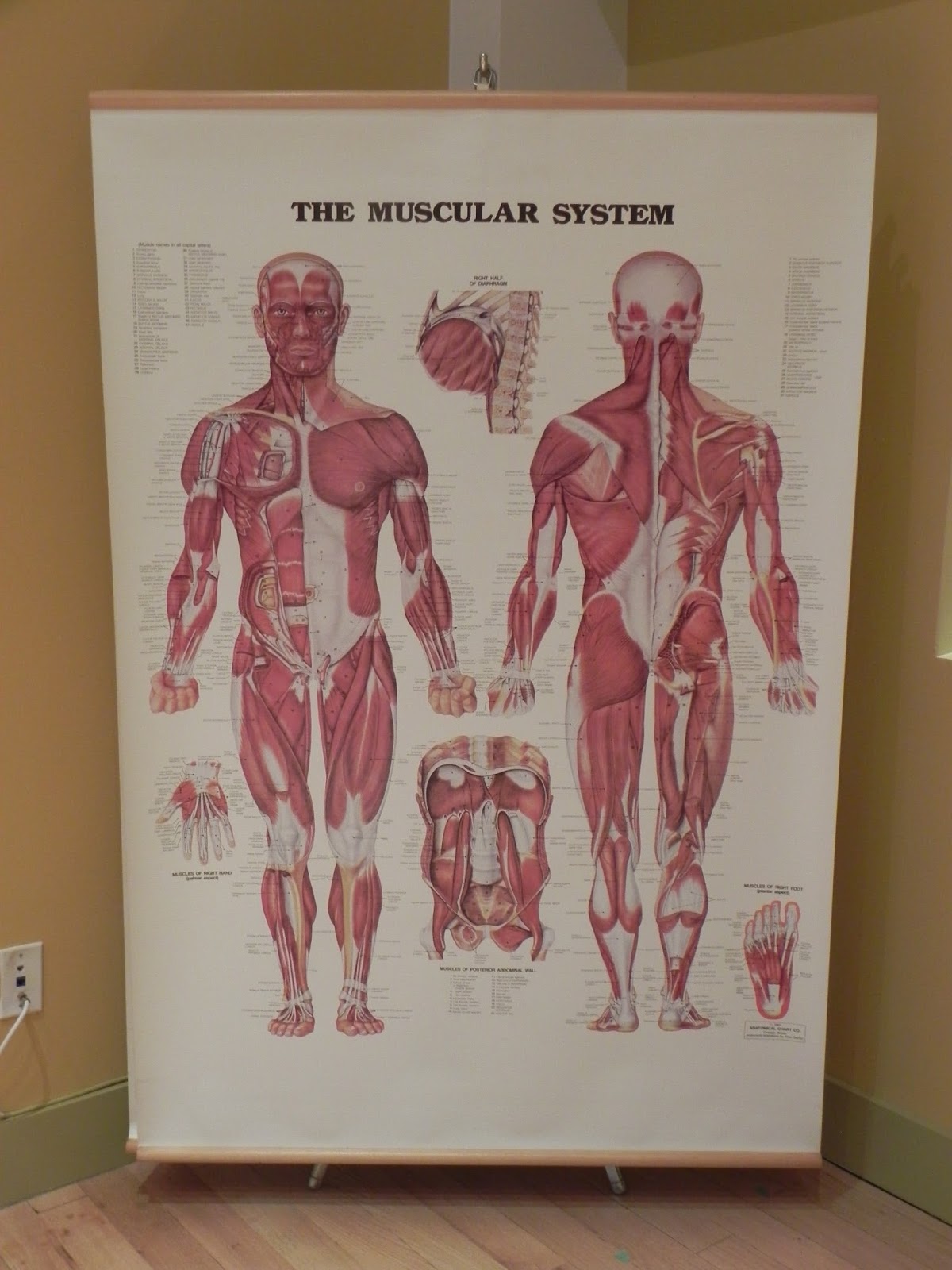 Photo of Physio WellnessNYC LLC in Kings County City, New York, United States - 4 Picture of Point of interest, Establishment, Health, Physiotherapist