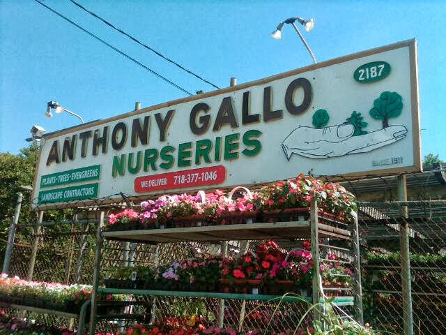 Photo of Anthony Gallo Landscaping & Nursery in Kings County City, New York, United States - 2 Picture of Point of interest, Establishment, Store, General contractor, Florist