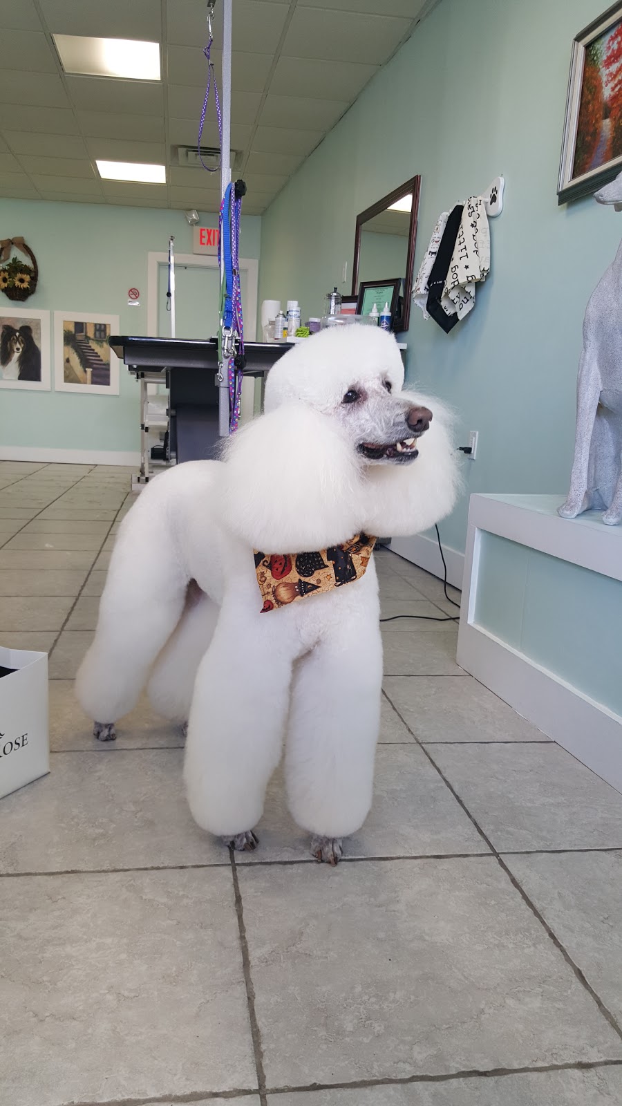 Photo of Happy Tails Pet Grooming Salon in Eastchester City, New York, United States - 7 Picture of Point of interest, Establishment