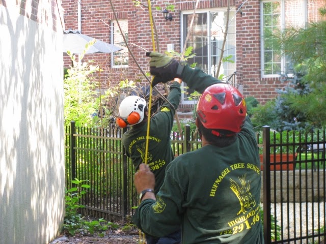 Photo of Hufngel Tree Service - Atlantic Highlands, NJ in Atlantic Highlands City, New Jersey, United States - 3 Picture of Point of interest, Establishment