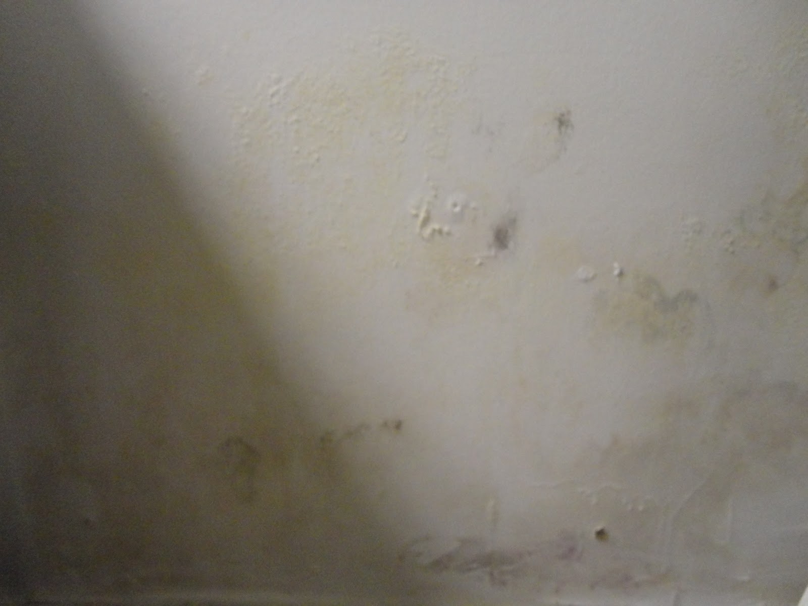 Photo of Dry-Ease Mold Removal & Restore in Glen Cove City, New York, United States - 8 Picture of Point of interest, Establishment, General contractor