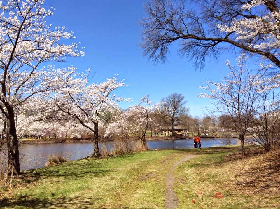 Photo of Branch Brook Park in Newark City, New Jersey, United States - 9 Picture of Point of interest, Establishment, Park