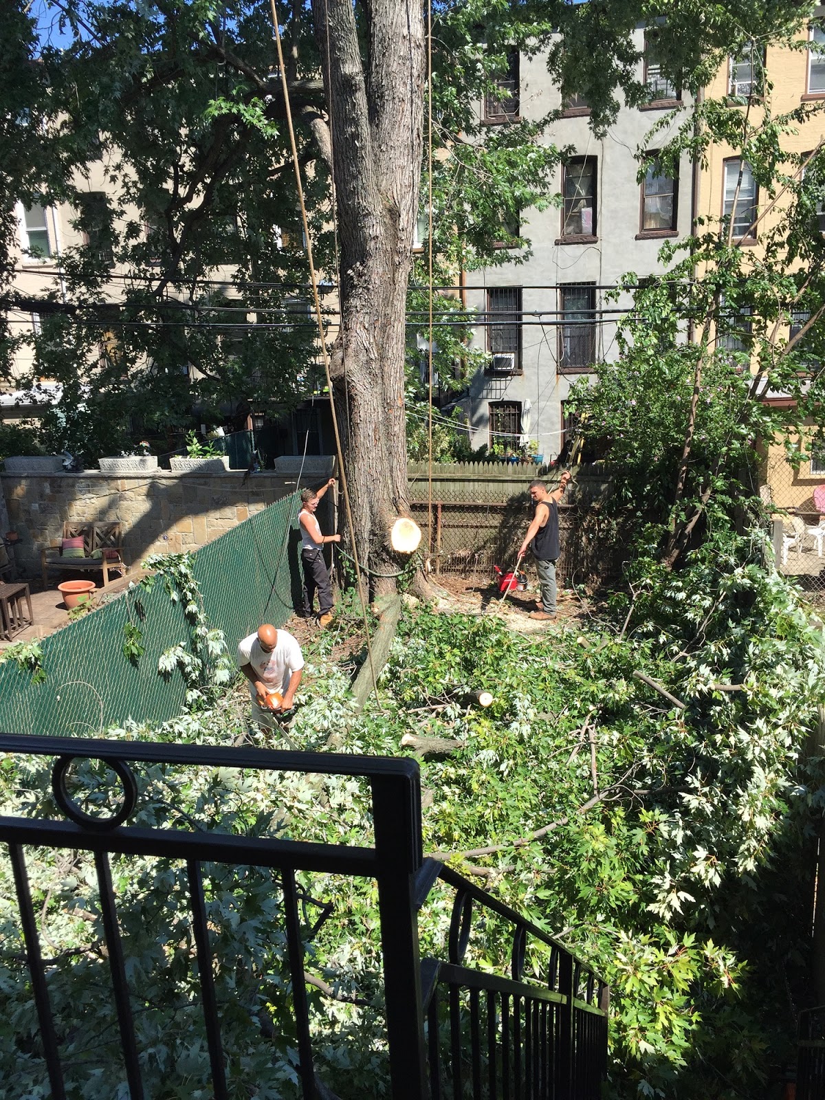 Photo of Brooklyn Tree Removal in Kings County City, New York, United States - 2 Picture of Point of interest, Establishment