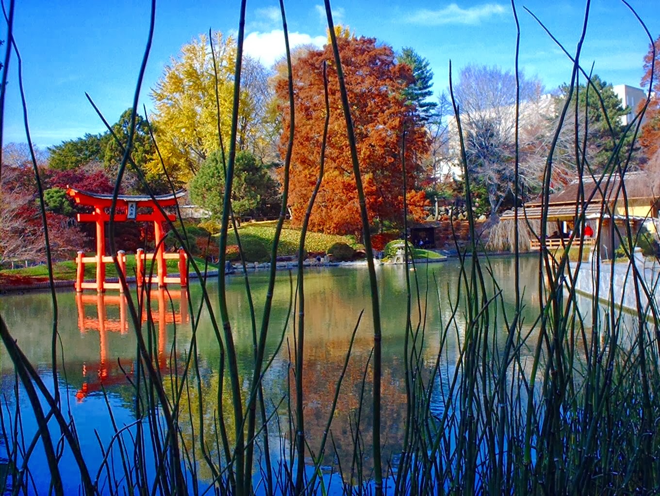 Photo of Japanese Hill-and-Pond Garden in Brooklyn City, New York, United States - 6 Picture of Point of interest, Establishment, Park