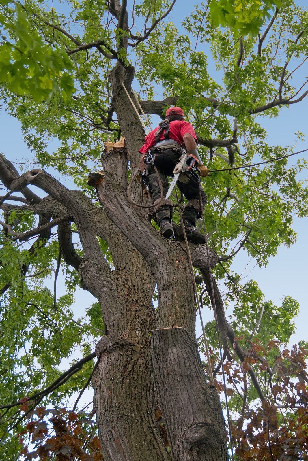 Photo of JRs Tree Services in Queens City, New York, United States - 5 Picture of Point of interest, Establishment