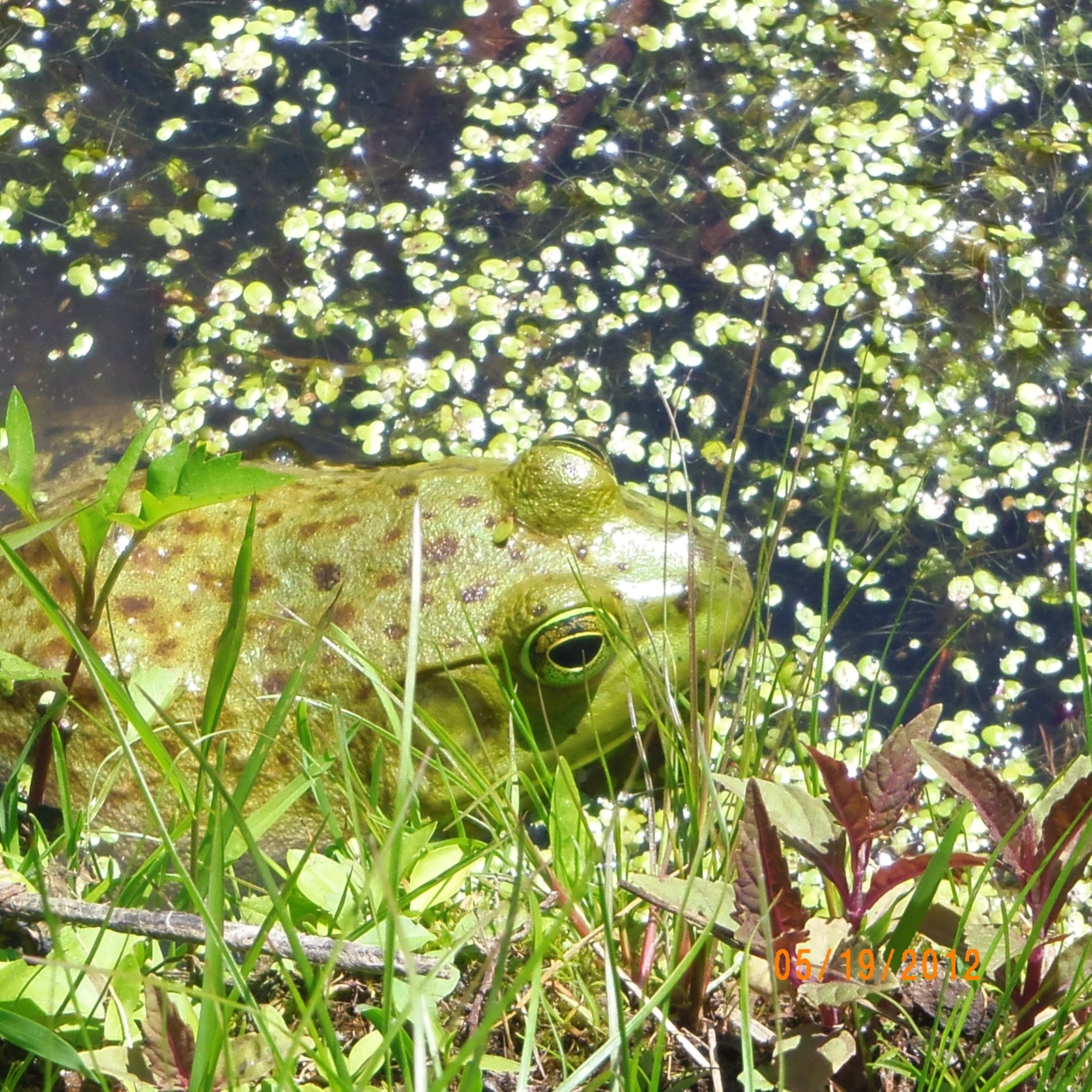 Photo of Flat Rock Brook Nature Center in Englewood City, New Jersey, United States - 3 Picture of Point of interest, Establishment, Park