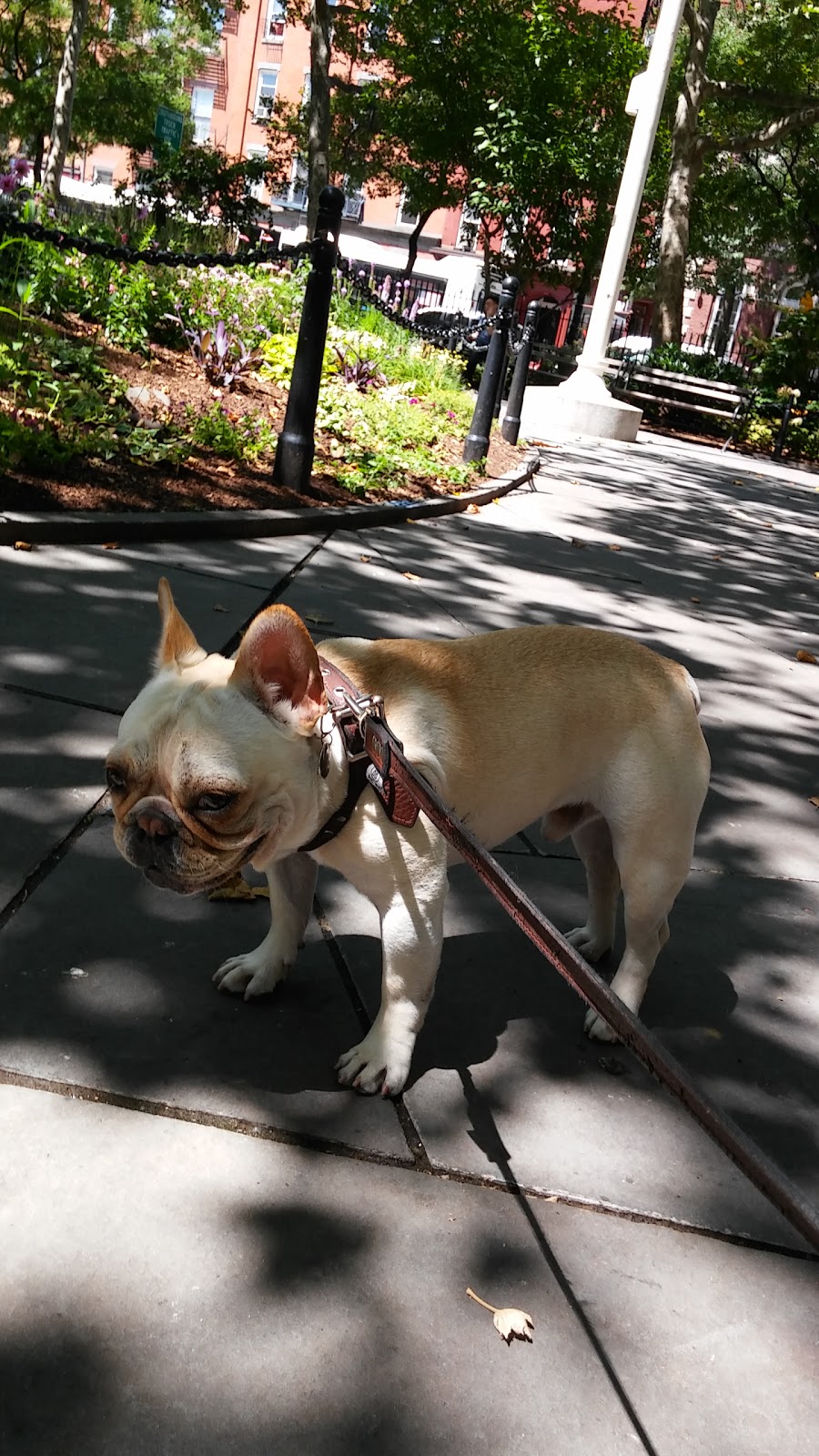 Photo of Abingdon Square Park in New York City, New York, United States - 9 Picture of Point of interest, Establishment, Park