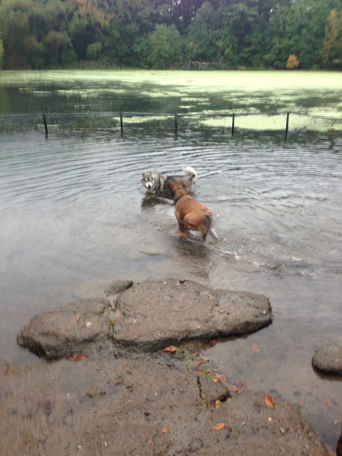 Photo of Prospect Park Dog Beach in Kings County City, New York, United States - 3 Picture of Point of interest, Establishment