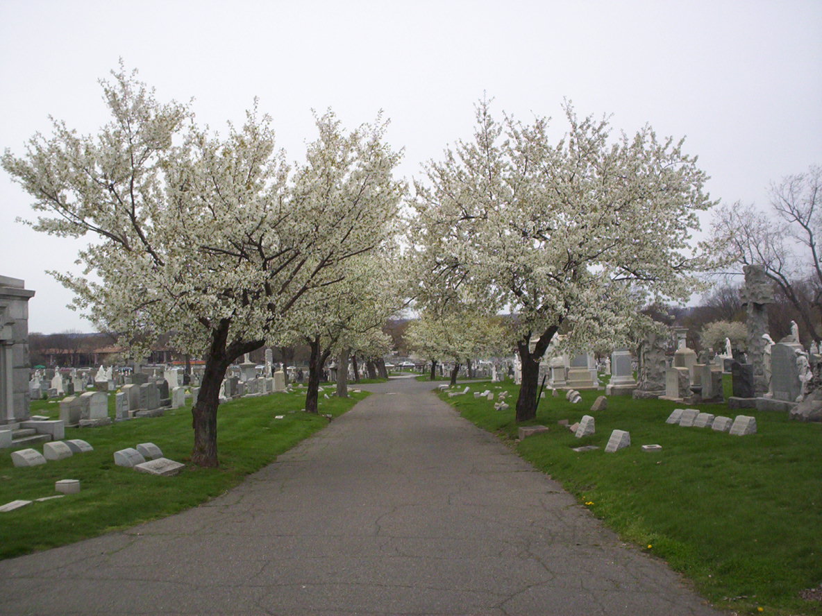 Photo of Holy Sepulchre Cemetery in East Orange City, New Jersey, United States - 3 Picture of Point of interest, Establishment, Cemetery