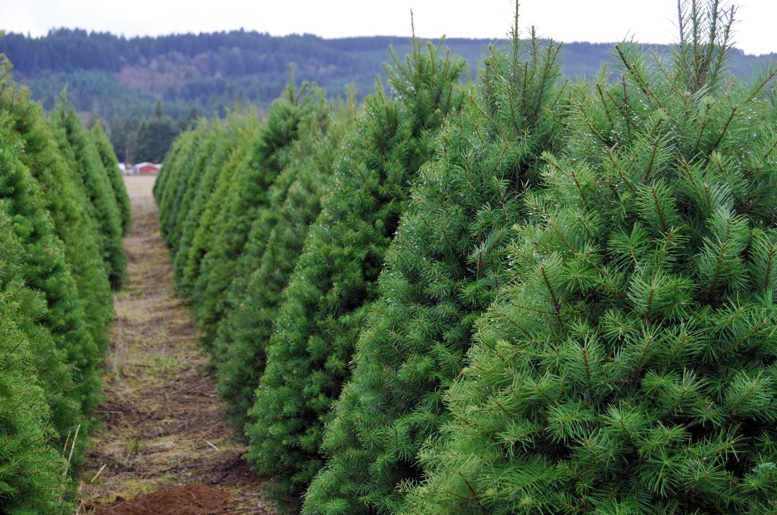 Photo of Cedar Grove Christmas Trees in Cedar Grove City, New Jersey, United States - 1 Picture of Food, Point of interest, Establishment