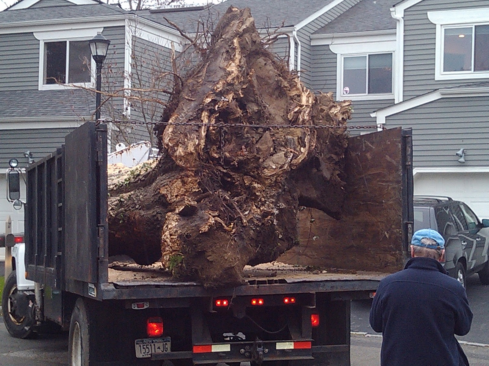 Photo of Miles Tree Experts in Mamaroneck City, New York, United States - 3 Picture of Point of interest, Establishment