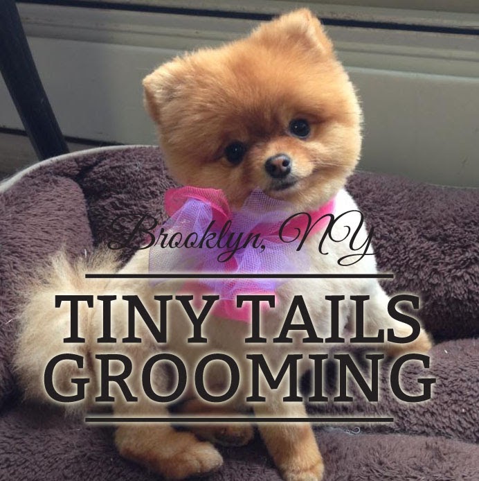 Photo of Tiny Tails Grooming in Kings County City, New York, United States - 1 Picture of Point of interest, Establishment