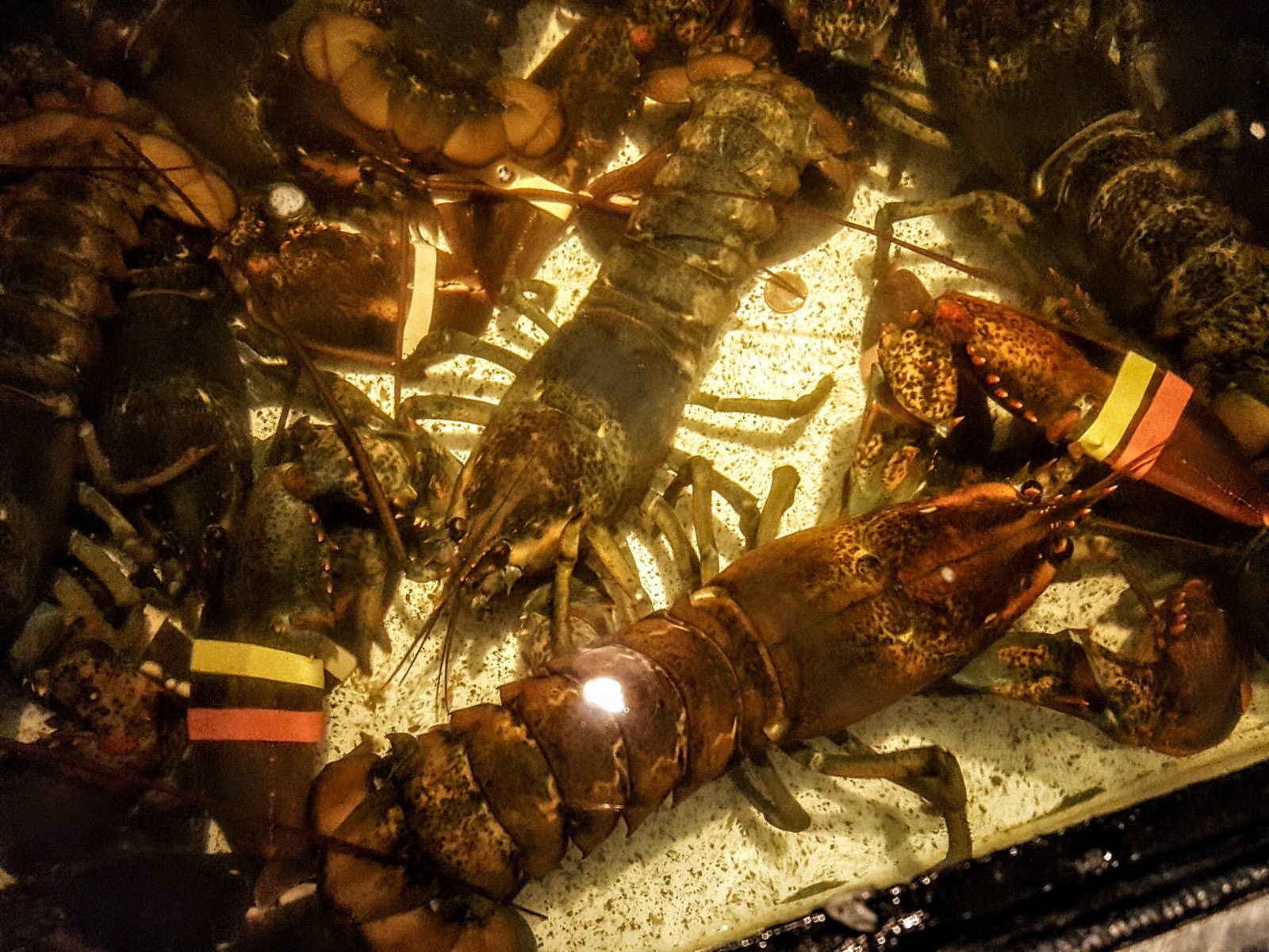 Photo of Red Lobster in New York City, New York, United States - 10 Picture of Restaurant, Food, Point of interest, Establishment, Meal takeaway