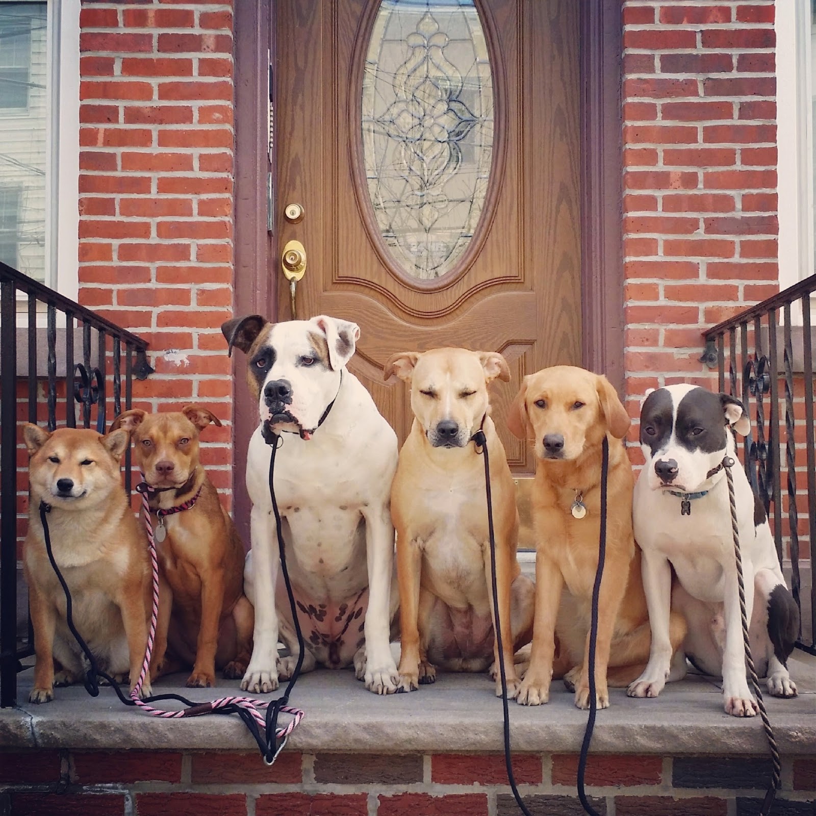 Photo of Pack Leader Dogs in Hoboken City, New Jersey, United States - 3 Picture of Point of interest, Establishment