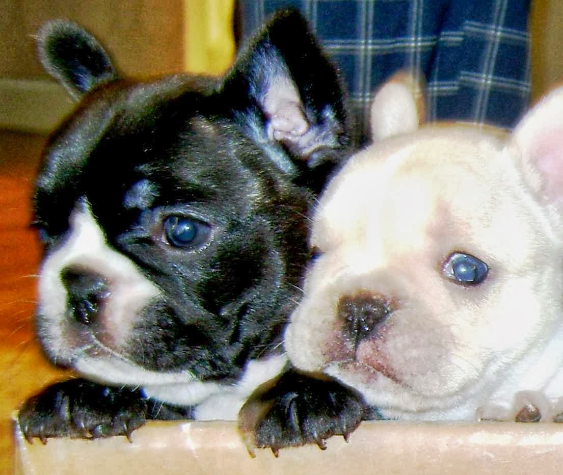 Photo of French Bulldogs of Silk City in Paterson City, New Jersey, United States - 5 Picture of Point of interest, Establishment