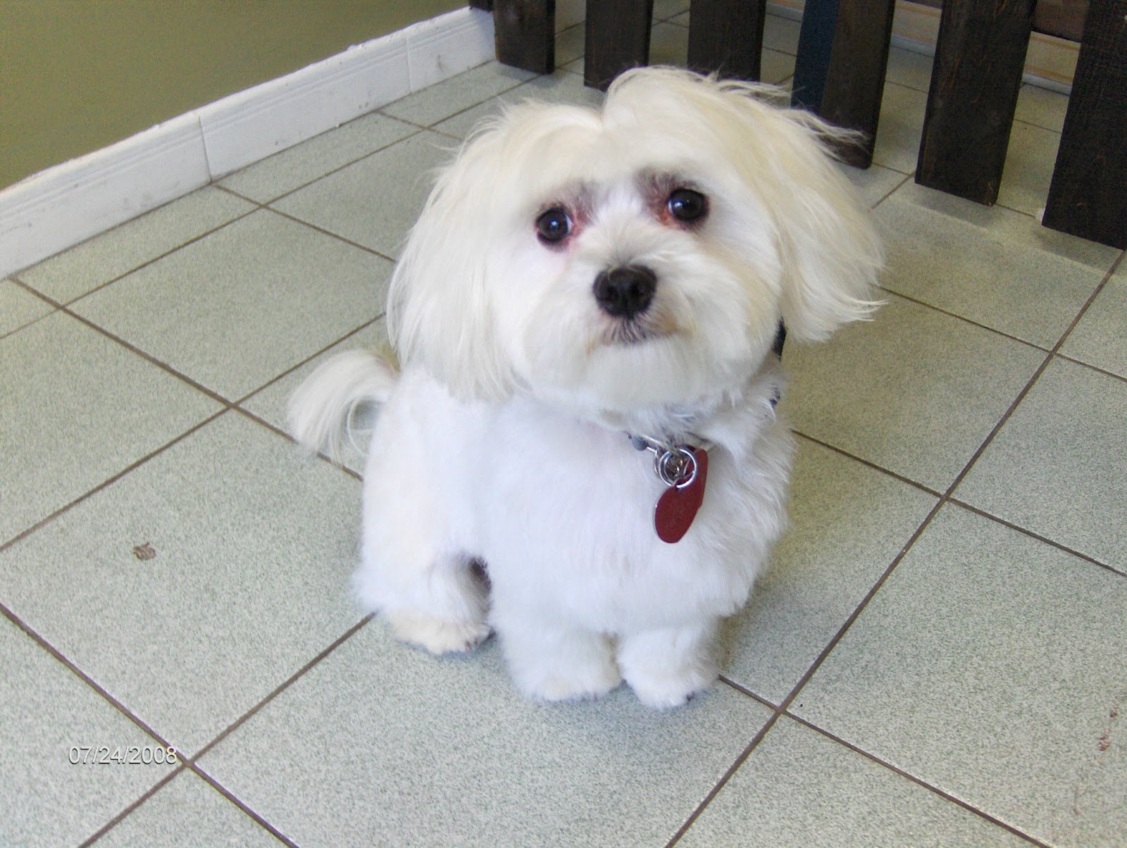 Photo of Baci's Bubbles and Bones Doggie Spa & Boutique in North Bergen City, New Jersey, United States - 5 Picture of Point of interest, Establishment