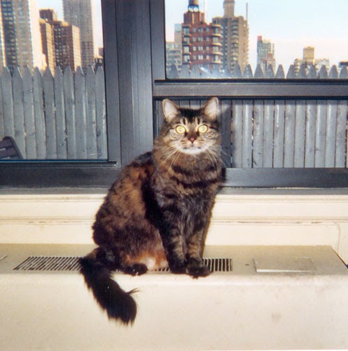 Photo of Katies Kitty in New York City, New York, United States - 1 Picture of Point of interest, Establishment