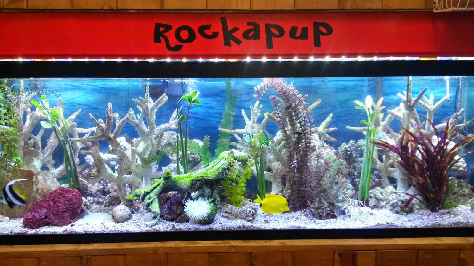 Photo of Rockapup in Rockaway Park City, New York, United States - 3 Picture of Point of interest, Establishment, Store