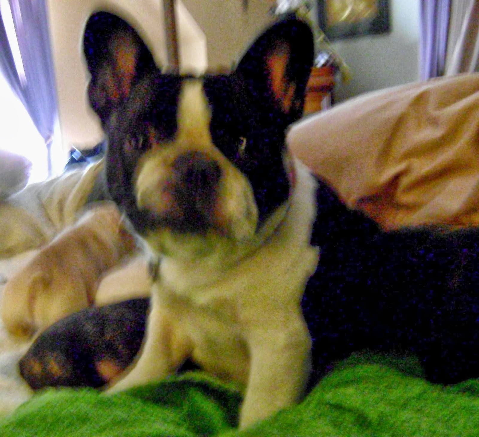 Photo of French Bulldogs of Silk City in Paterson City, New Jersey, United States - 3 Picture of Point of interest, Establishment