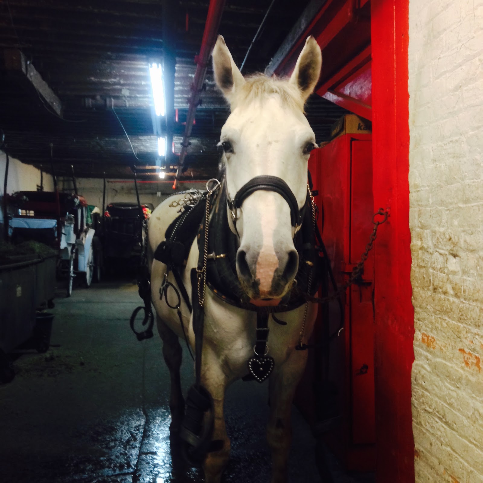 Photo of Central Park Carriage Rides in Manhattan City, New York, United States - 6 Picture of Point of interest, Establishment, Travel agency