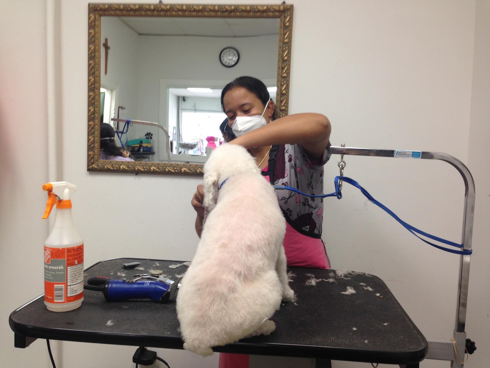 Photo of Pampered Pooch Place in Queens City, New York, United States - 6 Picture of Point of interest, Establishment