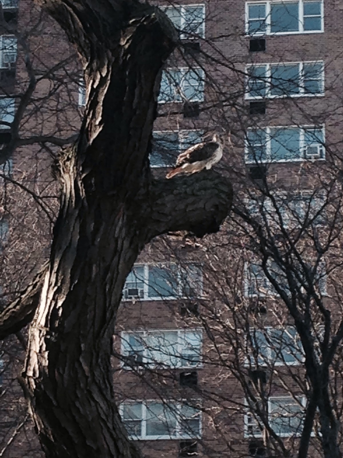 Photo of Savoy Park Apartments in New York City, New York, United States - 2 Picture of Point of interest, Establishment