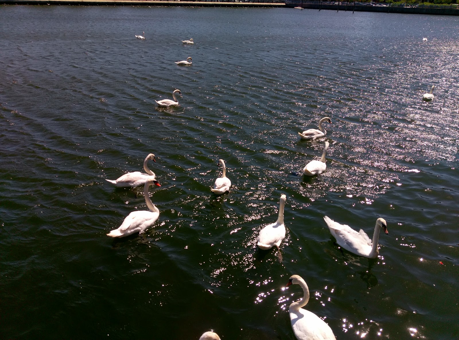 Photo of Sheepshead Bay Piers in Kings County City, New York, United States - 2 Picture of Point of interest, Establishment