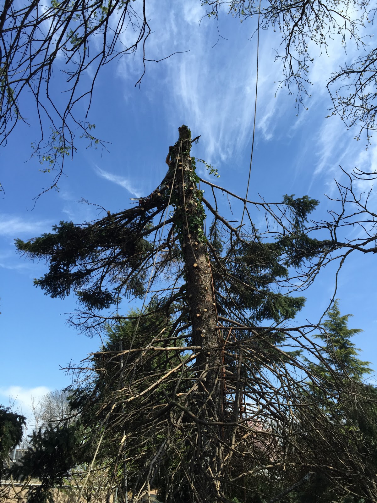 Photo of Amboy Tree Service in Staten Island City, New York, United States - 5 Picture of Point of interest, Establishment, Store, Home goods store, General contractor