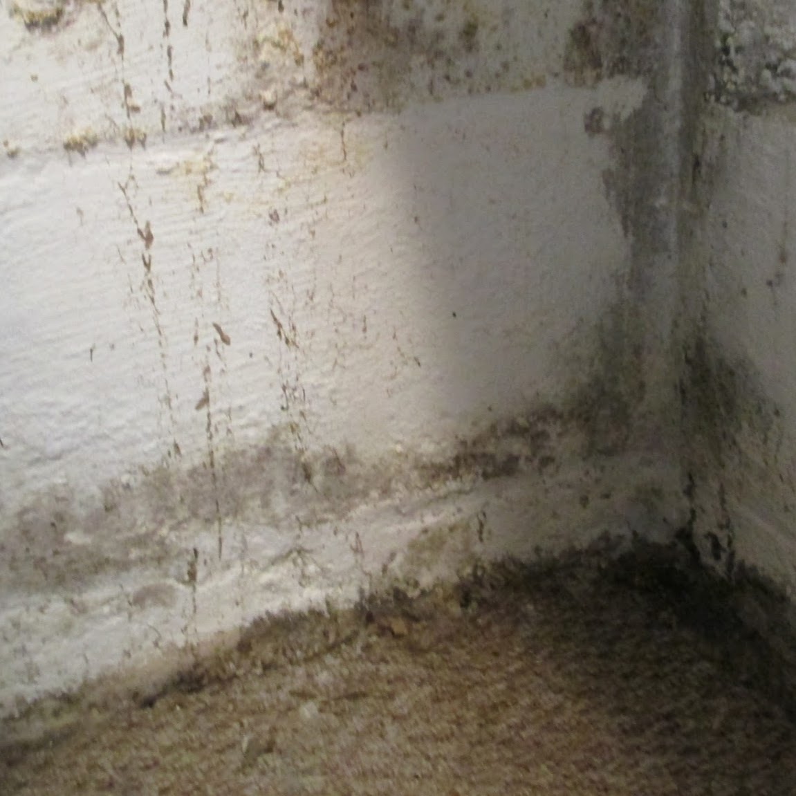 Photo of Mold & Water Damage Service Specialists in Montclair City, New Jersey, United States - 1 Picture of Point of interest, Establishment