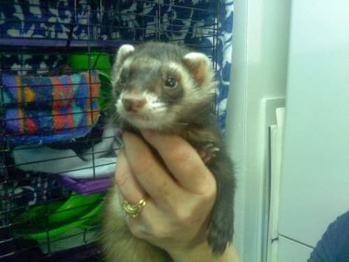 Photo of Hudson Valley Ferret Rescue in North Arlington City, New Jersey, United States - 2 Picture of Point of interest, Establishment, Fire station