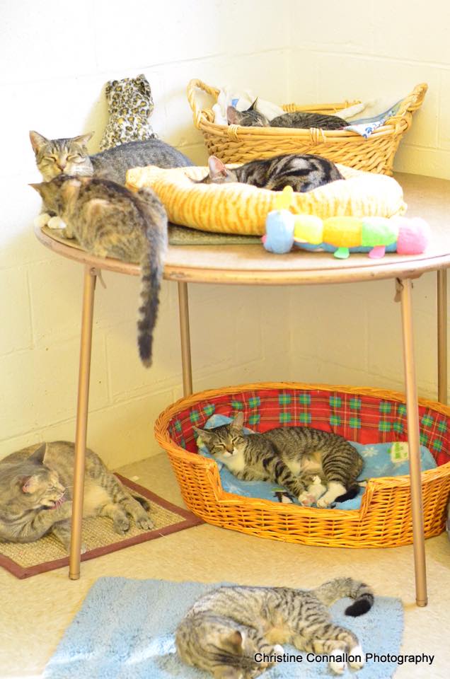 Photo of Long Beach Humane Society Kitty Cove in Island Park City, New York, United States - 2 Picture of Point of interest, Establishment