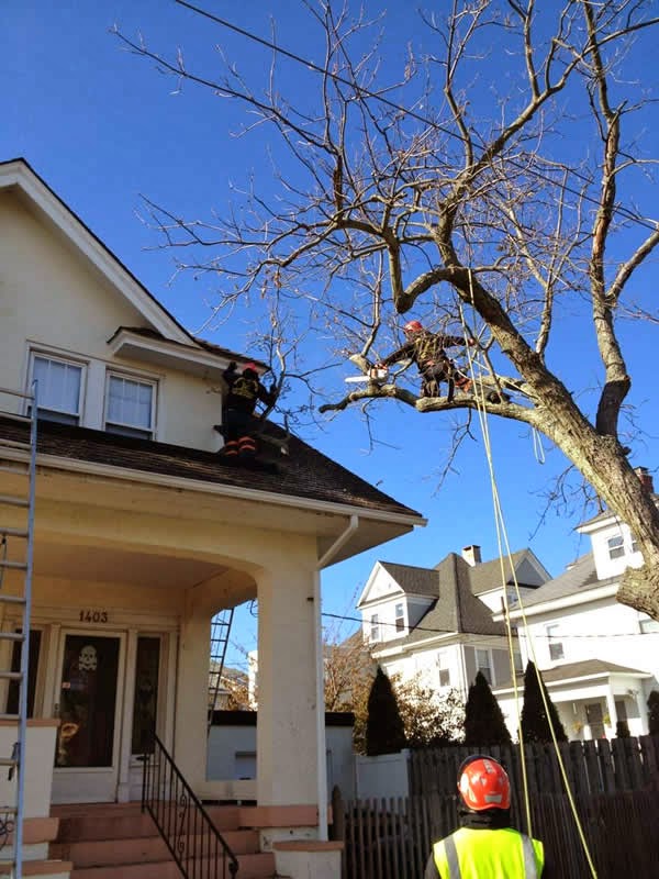 Photo of Hufnagel Tree Service - Middletown in Leonardo City, New Jersey, United States - 1 Picture of Food, Point of interest, Establishment, General contractor