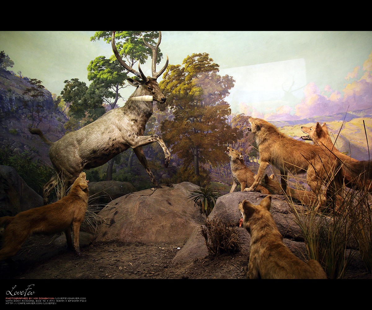 Photo of The Museum Shop - American Museum of Natural History in New York City, New York, United States - 5 Picture of Point of interest, Establishment, Store