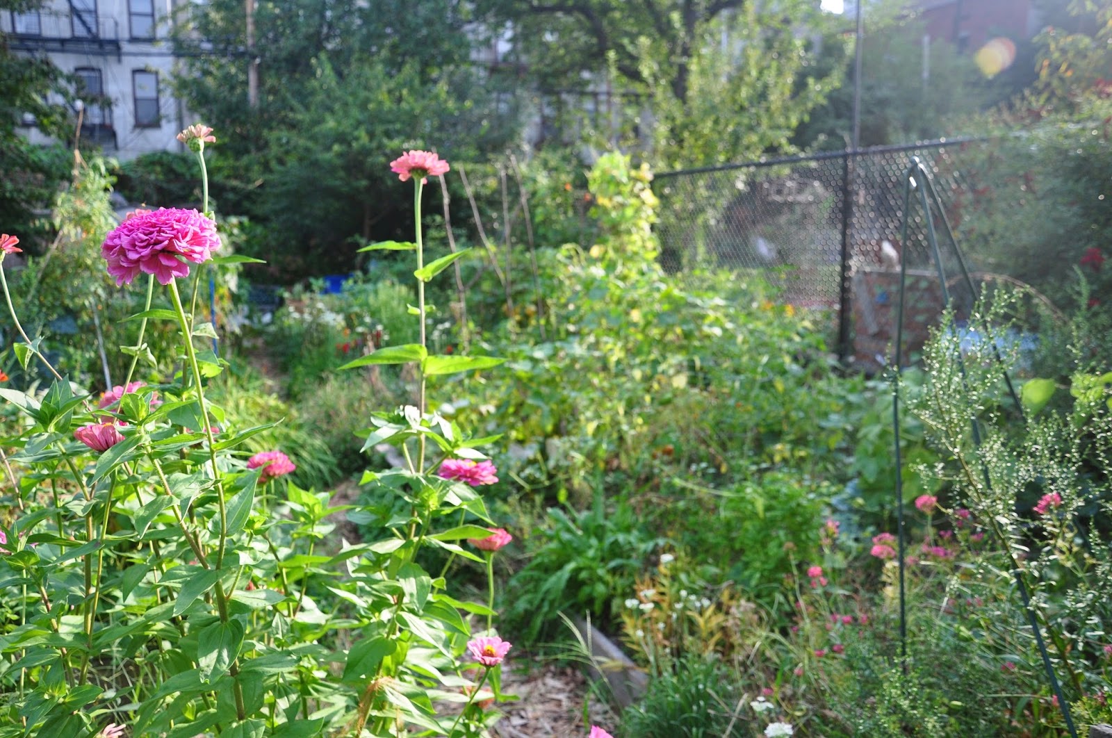 Photo of Prospect Heights Community Farm in Kings County City, New York, United States - 8 Picture of Point of interest, Establishment, Park