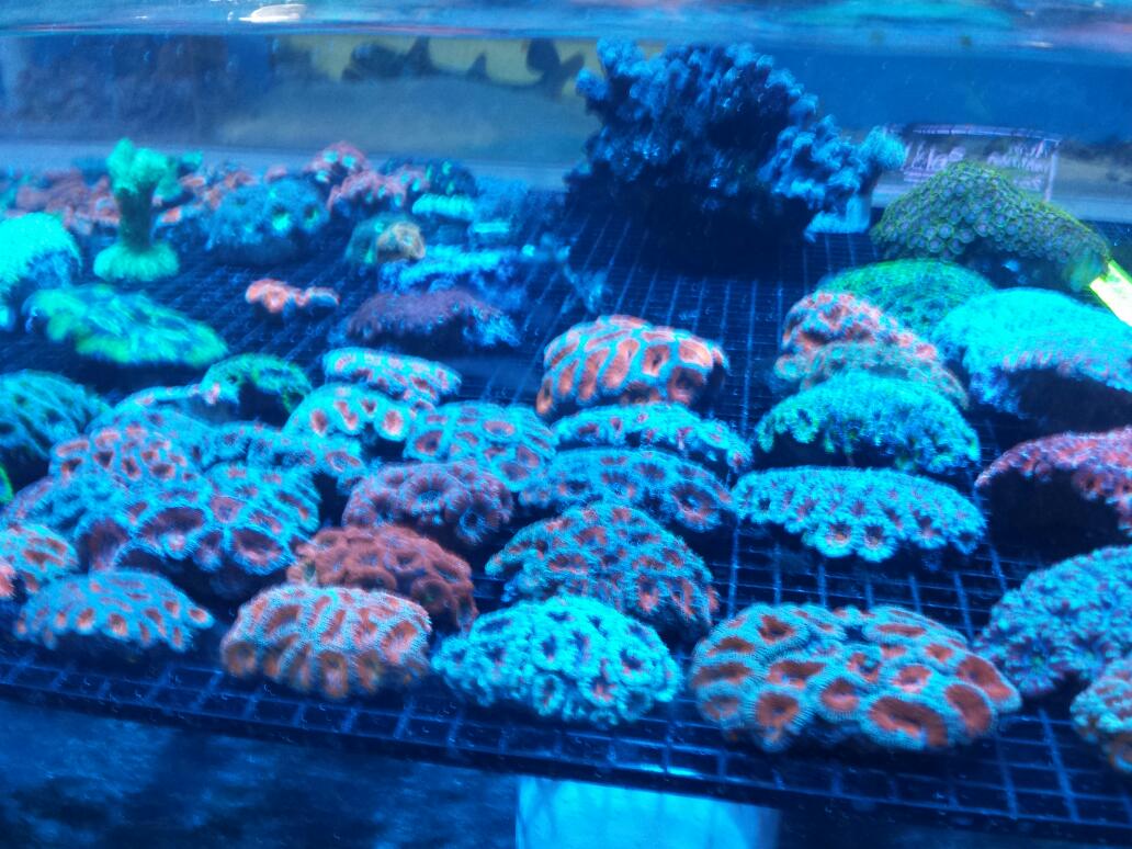 Photo of AQUARIUM TROPICAL FISH CORP in New York City, New York, United States - 2 Picture of Point of interest, Establishment, Store, Pet store
