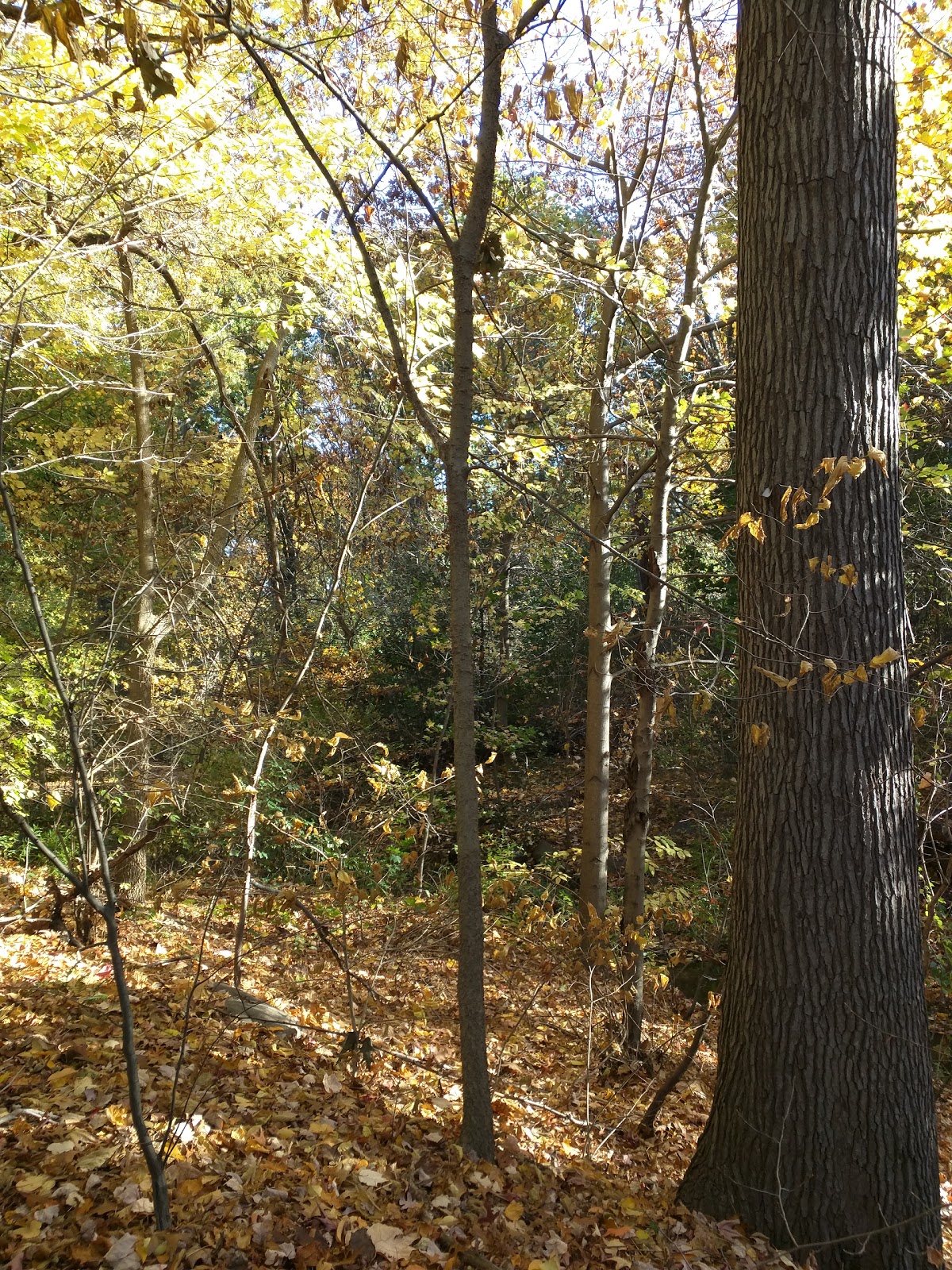 Photo of Prospect Park - Ravine in Kings County City, New York, United States - 7 Picture of Point of interest, Establishment, Park, Natural feature