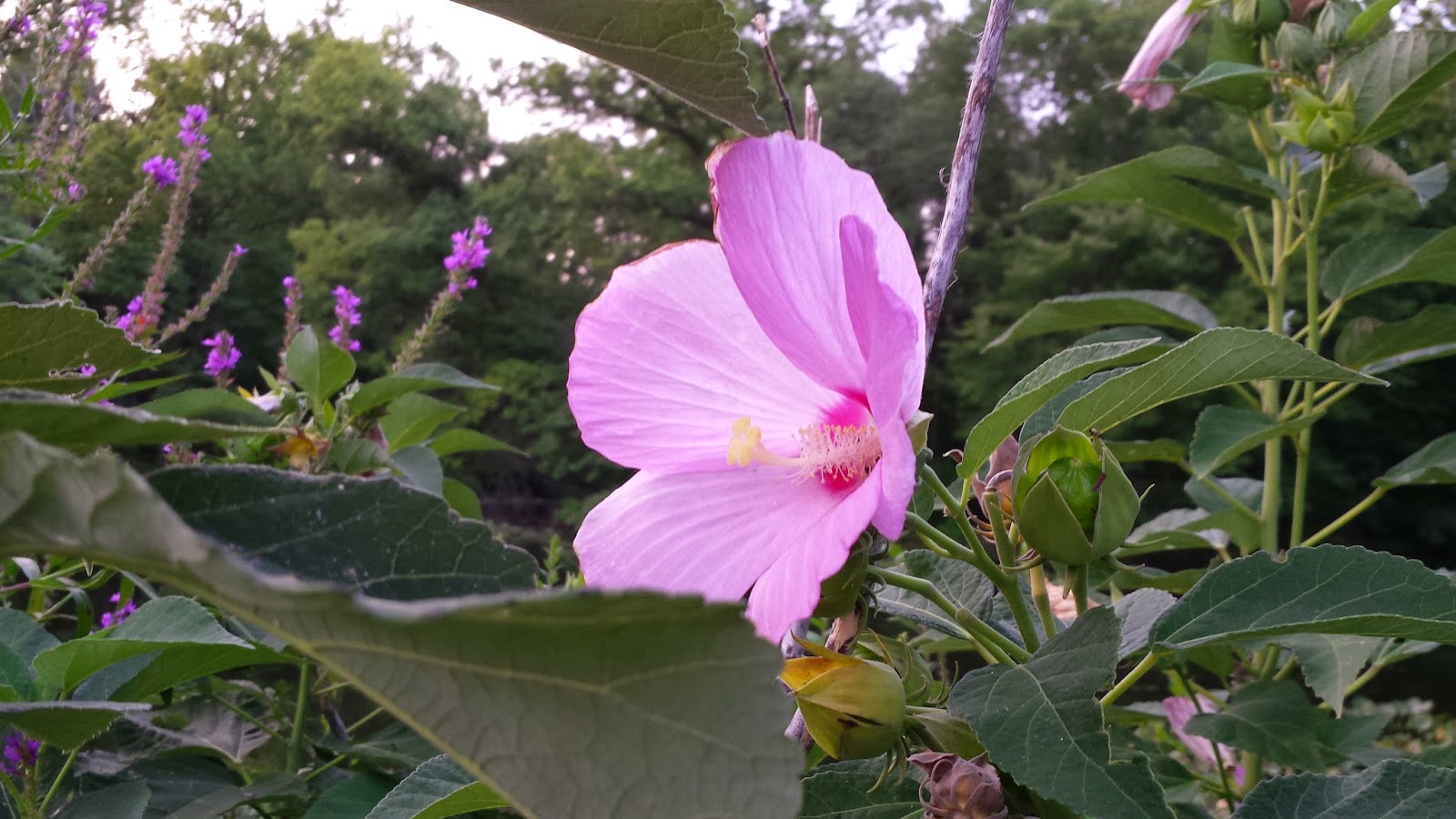 Photo of Milton Lake Park in Rahway City, New Jersey, United States - 3 Picture of Point of interest, Establishment, Park