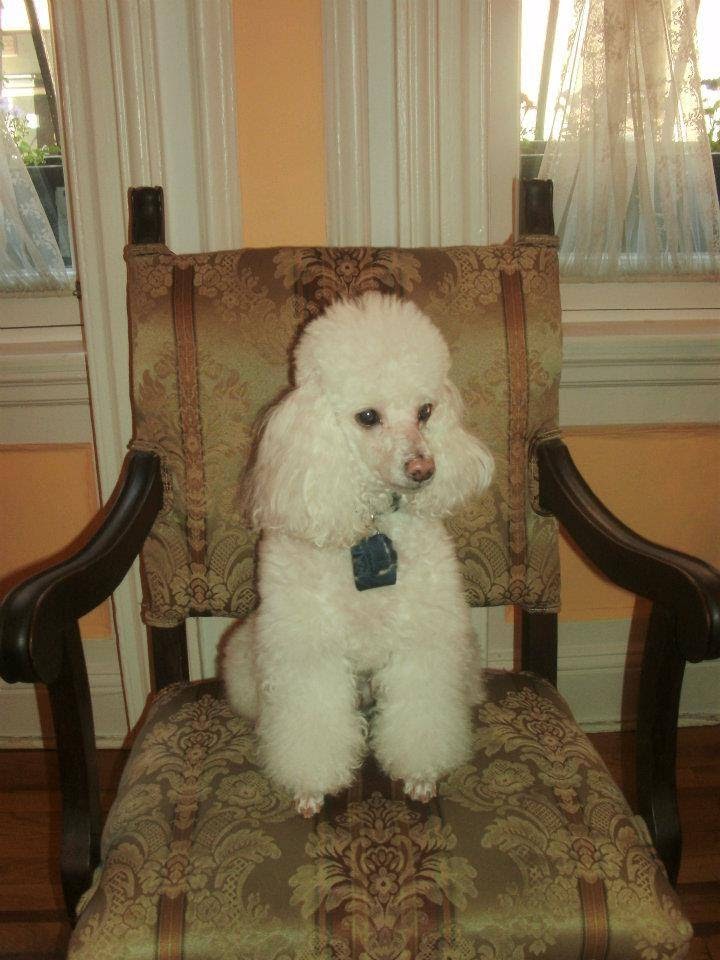 Photo of Snowball's Pets Grooming Salon in New York City, New York, United States - 1 Picture of Point of interest, Establishment