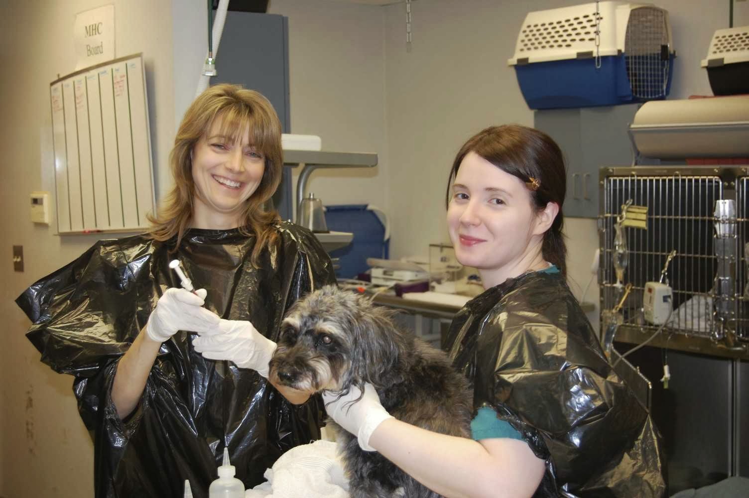 Photo of Whole Dog Grooming Salon in Midland Park City, New Jersey, United States - 3 Picture of Point of interest, Establishment, Veterinary care