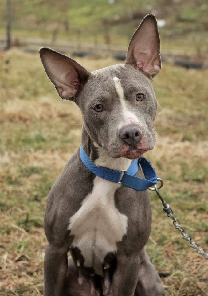 Photo of Liberty Humane Society in Jersey City, New Jersey, United States - 2 Picture of Point of interest, Establishment