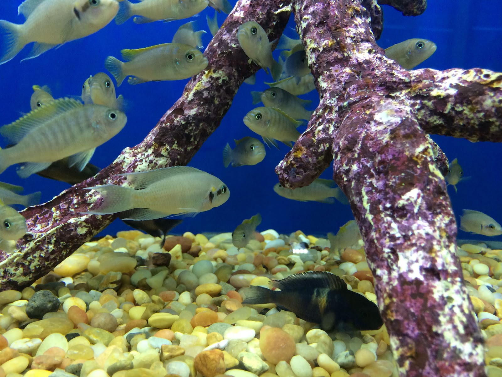 Photo of BluReef Aquarium in Brooklyn City, New York, United States - 10 Picture of Point of interest, Establishment, Store, Pet store, Aquarium
