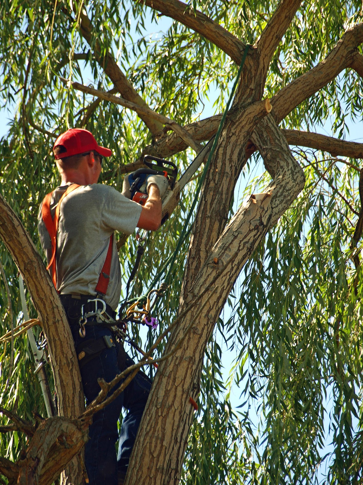 Photo of JRs Tree Services in Queens City, New York, United States - 9 Picture of Point of interest, Establishment