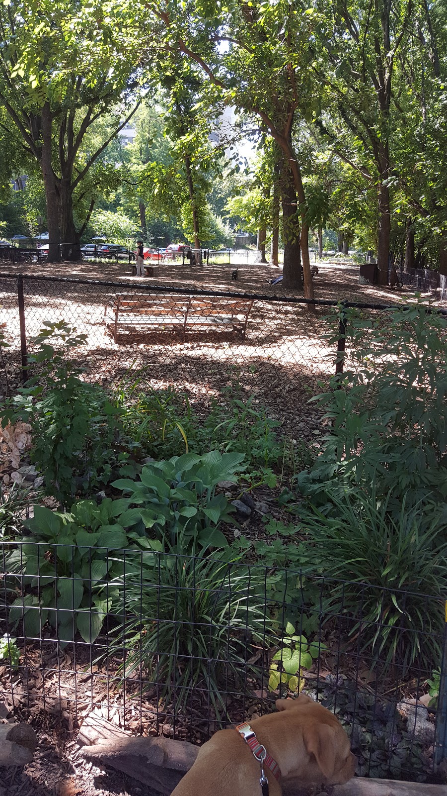 Photo of Dog Park in New York City, New York, United States - 5 Picture of Point of interest, Establishment, Park