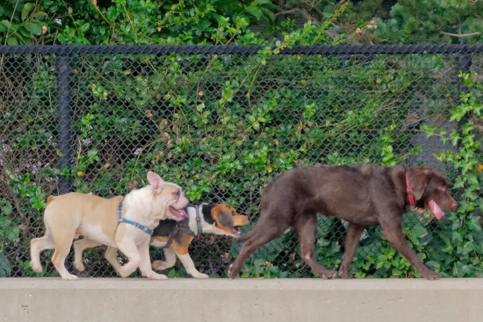 Photo of Pier 6 Dog Run in Brooklyn City, New York, United States - 4 Picture of Point of interest, Establishment, Park