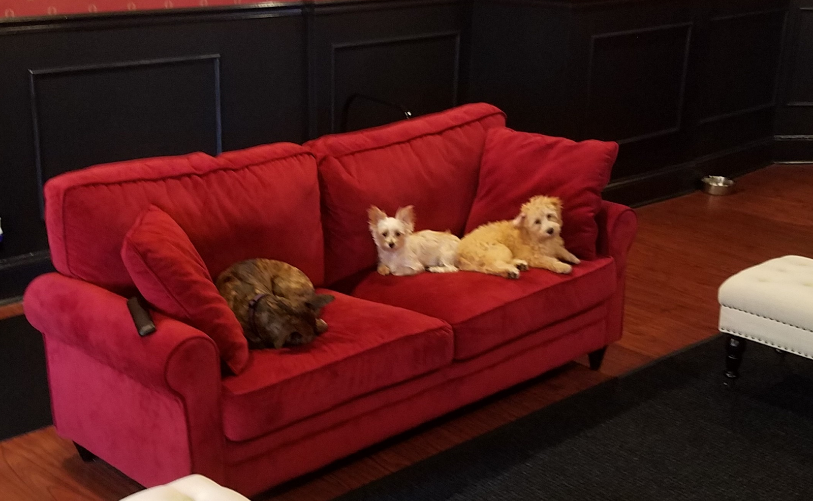 Photo of Executive Dog Lounge in Jersey City, New Jersey, United States - 3 Picture of Point of interest, Establishment