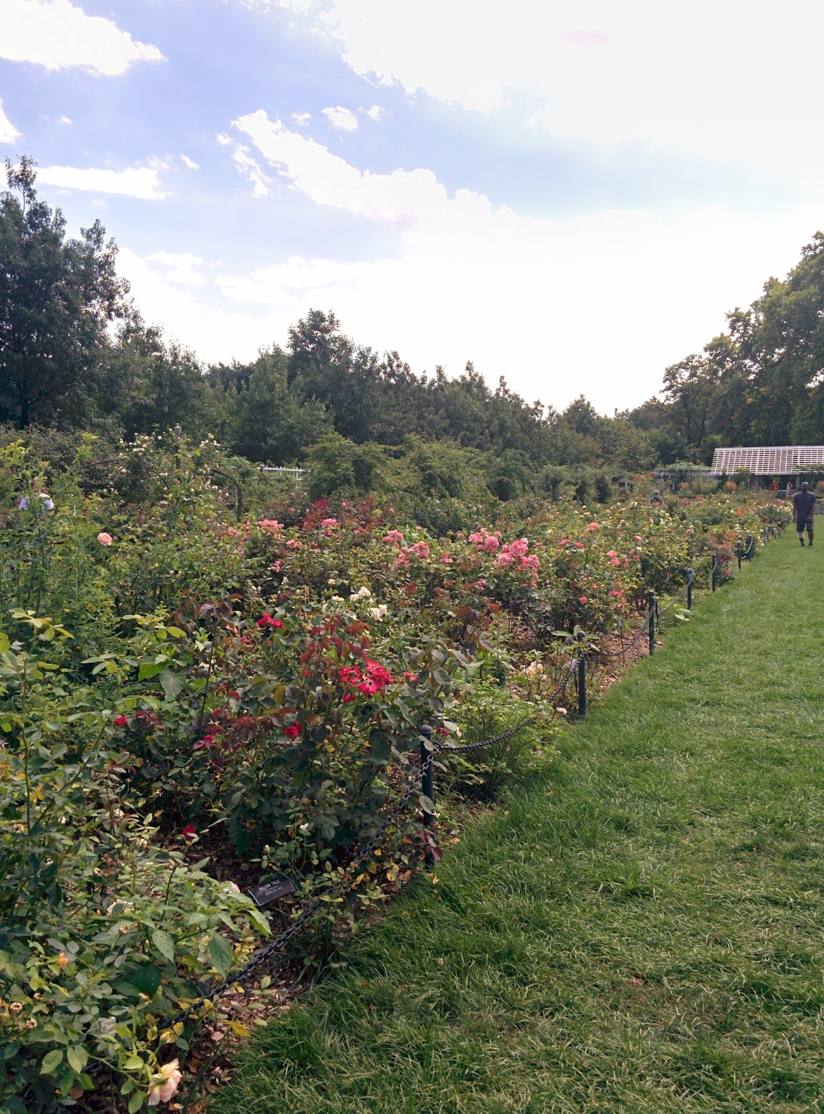 Photo of Cranford Rose Garden in Brooklyn City, New York, United States - 9 Picture of Point of interest, Establishment, Park