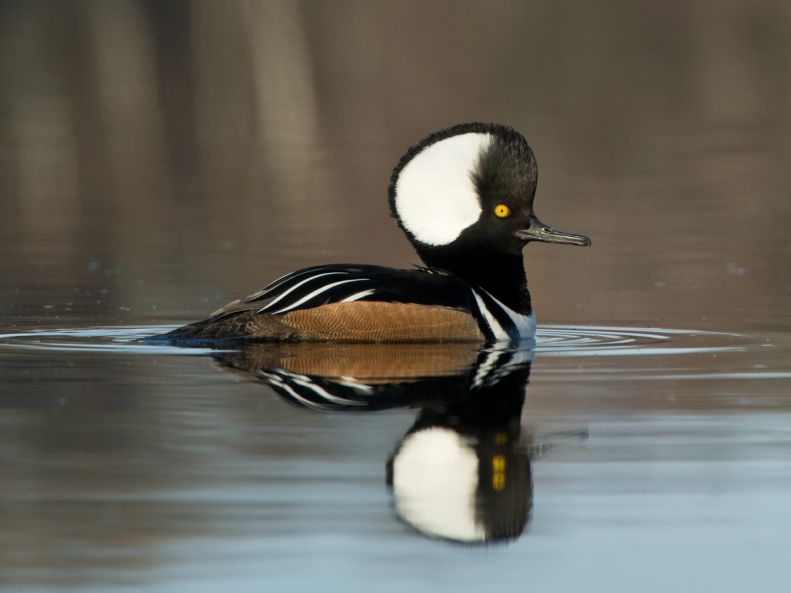 Photo of Meadow Island Outfitters Waterfowl Hunting on Long Island in Malverne City, New York, United States - 9 Picture of Point of interest, Establishment