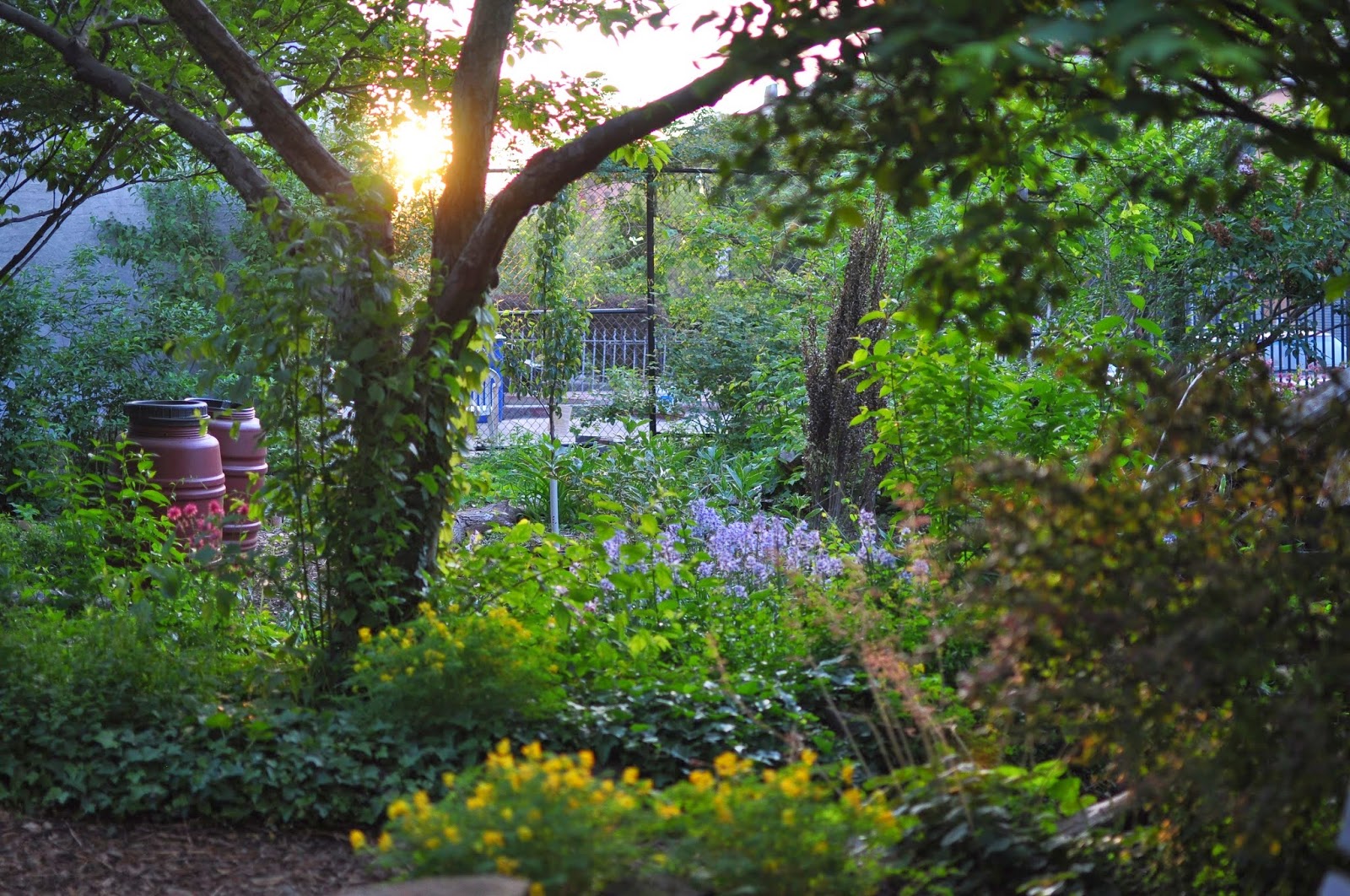 Photo of Prospect Heights Community Farm in Kings County City, New York, United States - 7 Picture of Point of interest, Establishment, Park