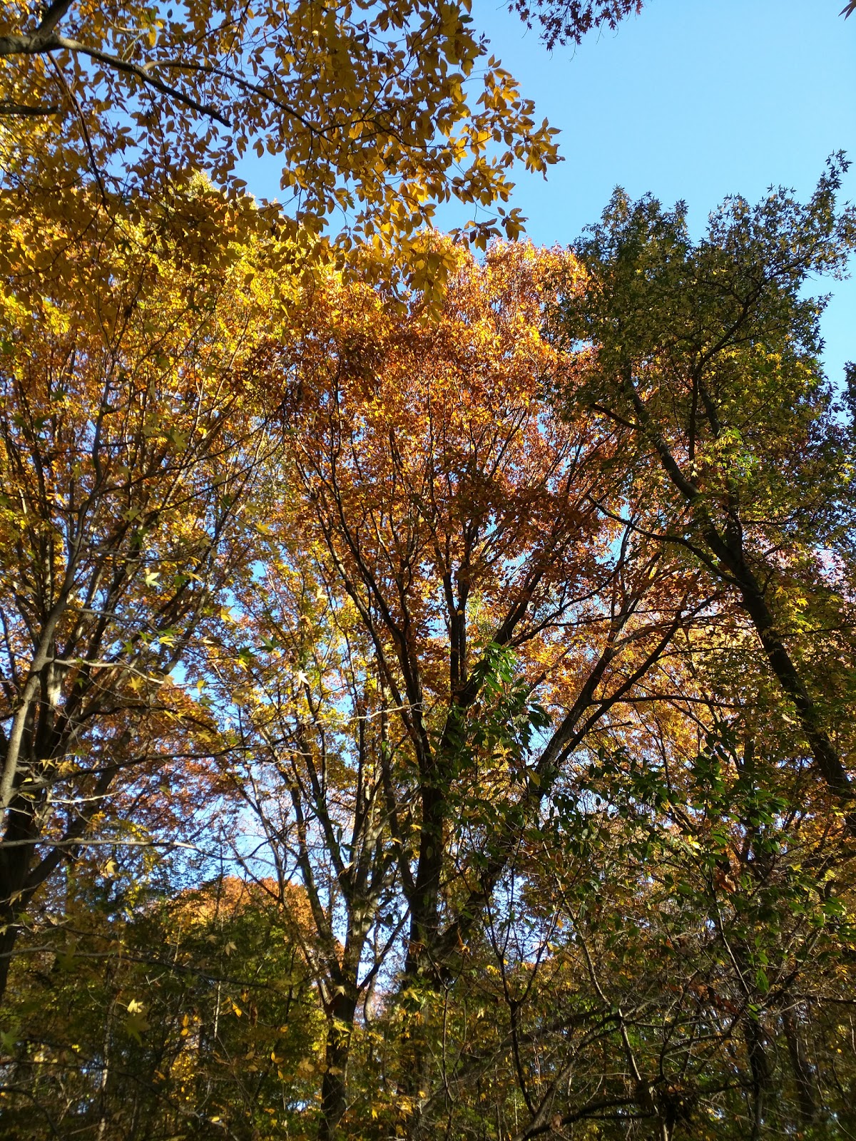 Photo of Prospect Park - Ravine in Kings County City, New York, United States - 8 Picture of Point of interest, Establishment, Park, Natural feature