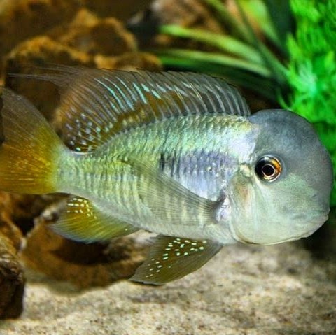 Photo of Absolutely Fish in Clifton City, New Jersey, United States - 6 Picture of Point of interest, Establishment, Store, Pet store, Aquarium